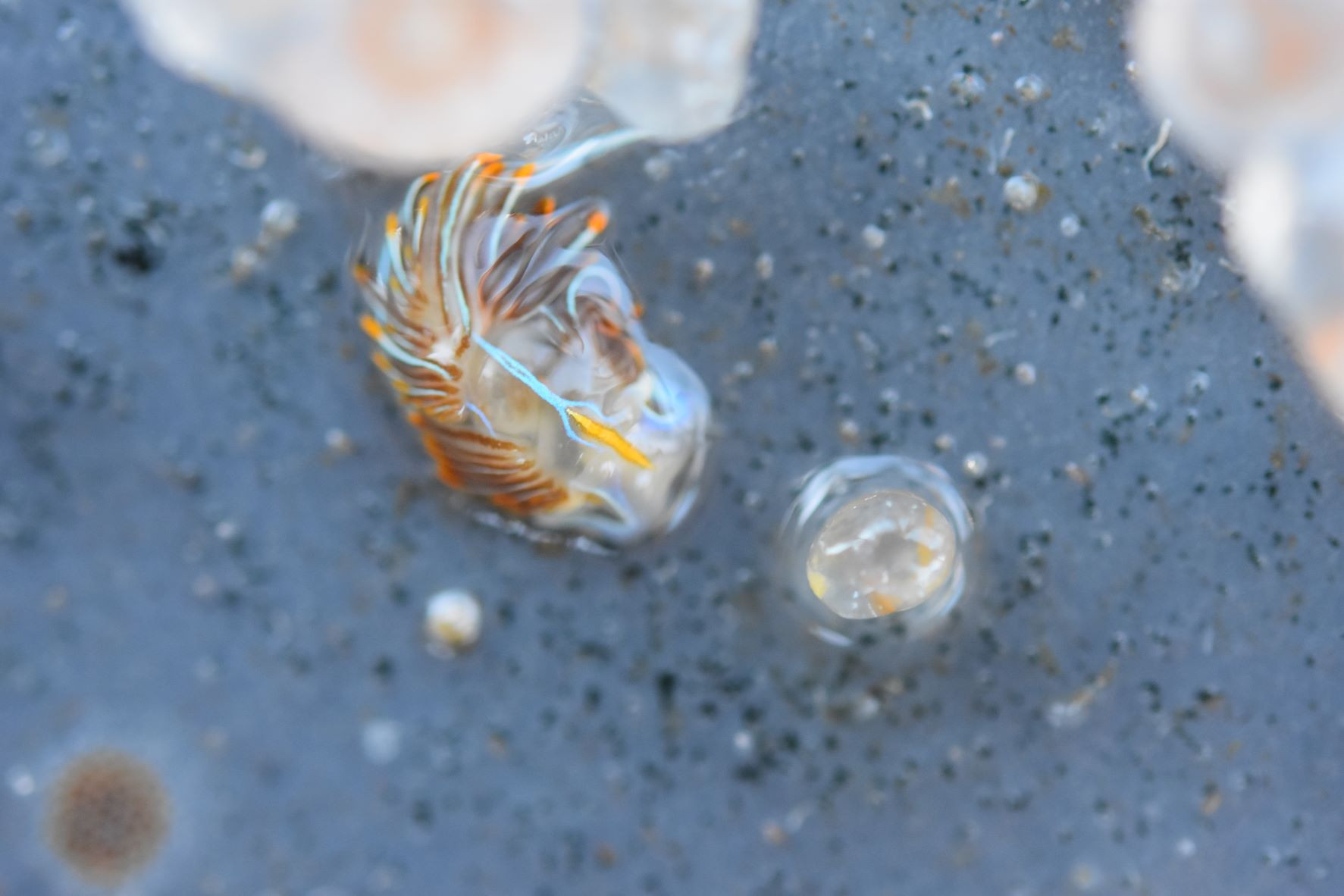 A nudibranch on a settlement plate