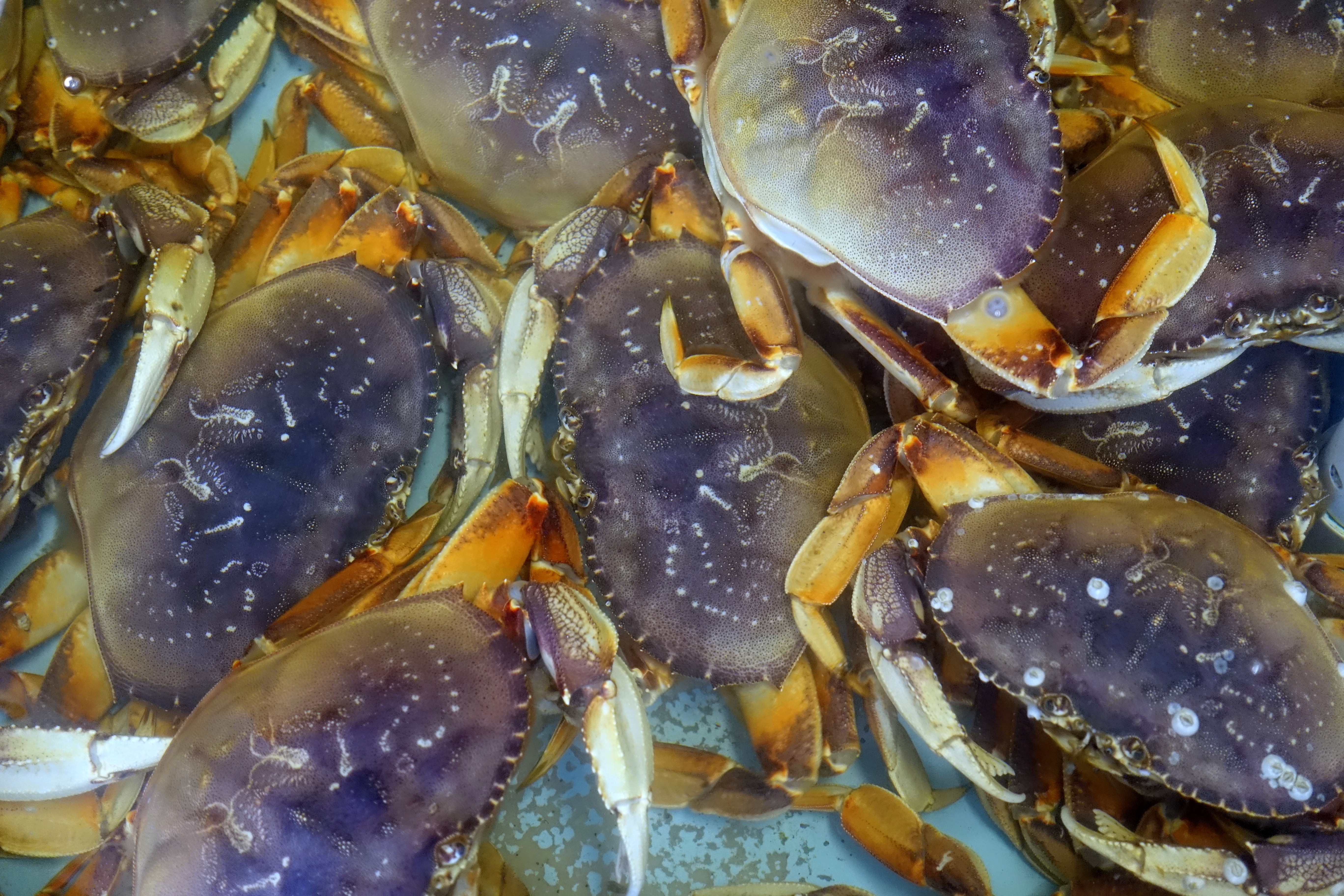 Dungeness crabs in a fish market in San Francisco