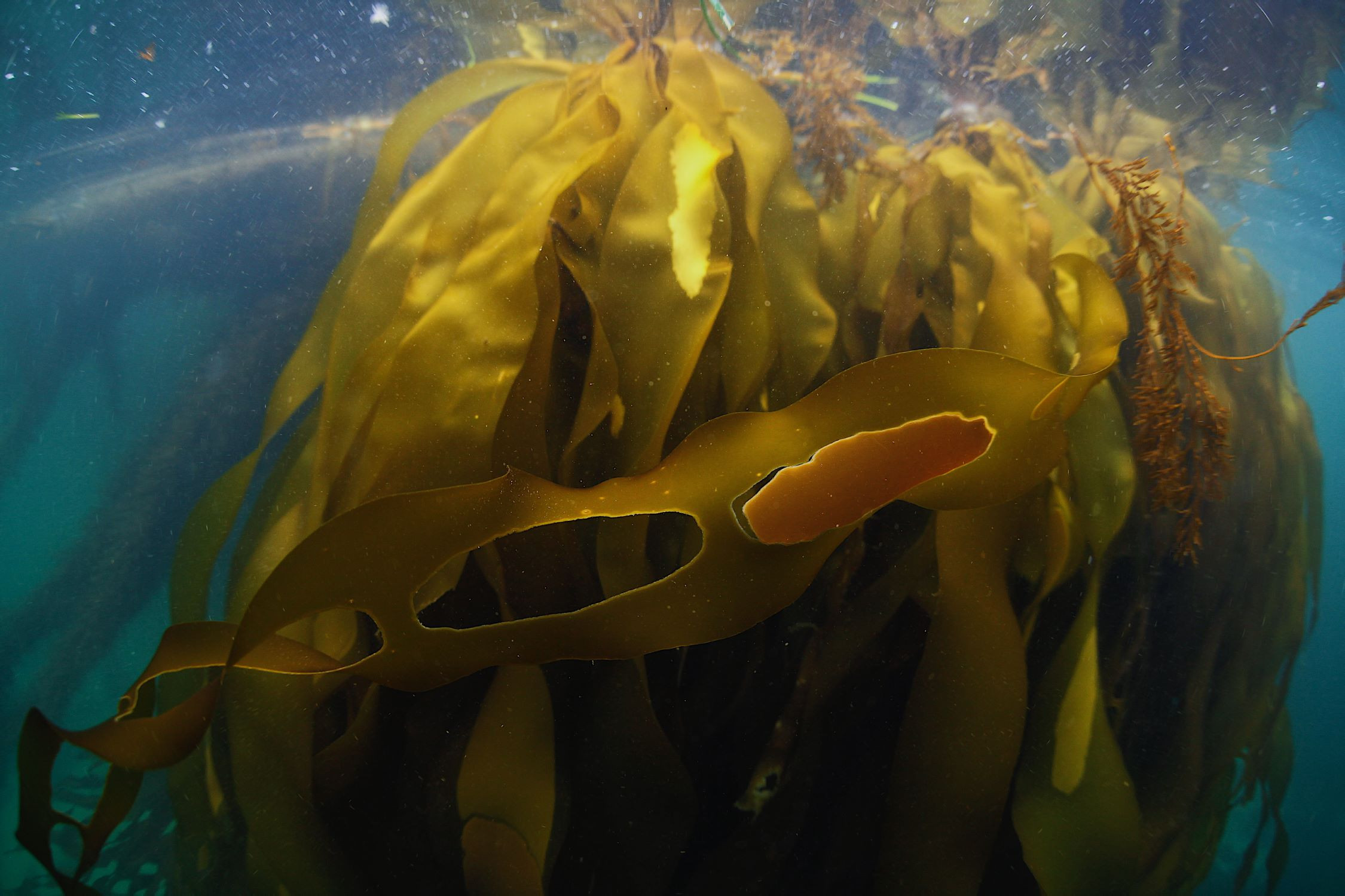 The Mysterious World of Bull Kelp: Explore a New and Stunning Web-Based Story that Celebrates the Kelp Forest of the North Pacific Coast