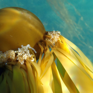 Bull kelp and herring roe, Afognak Island, Alaska.