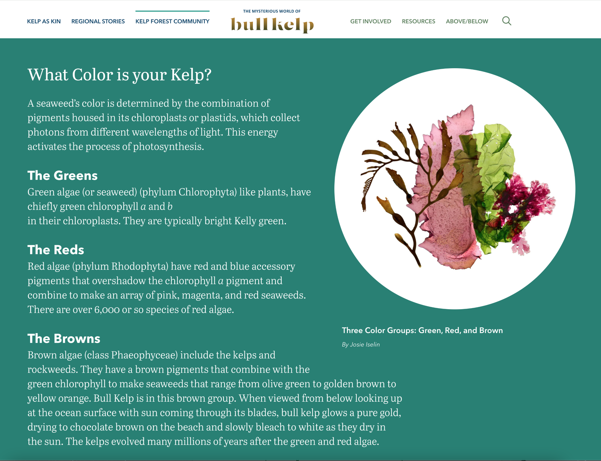 The Mysterious World of Bull Kelp: Explore a New and Stunning Web-Based Story that Celebrates the Kelp Forest of the North Pacific Coast