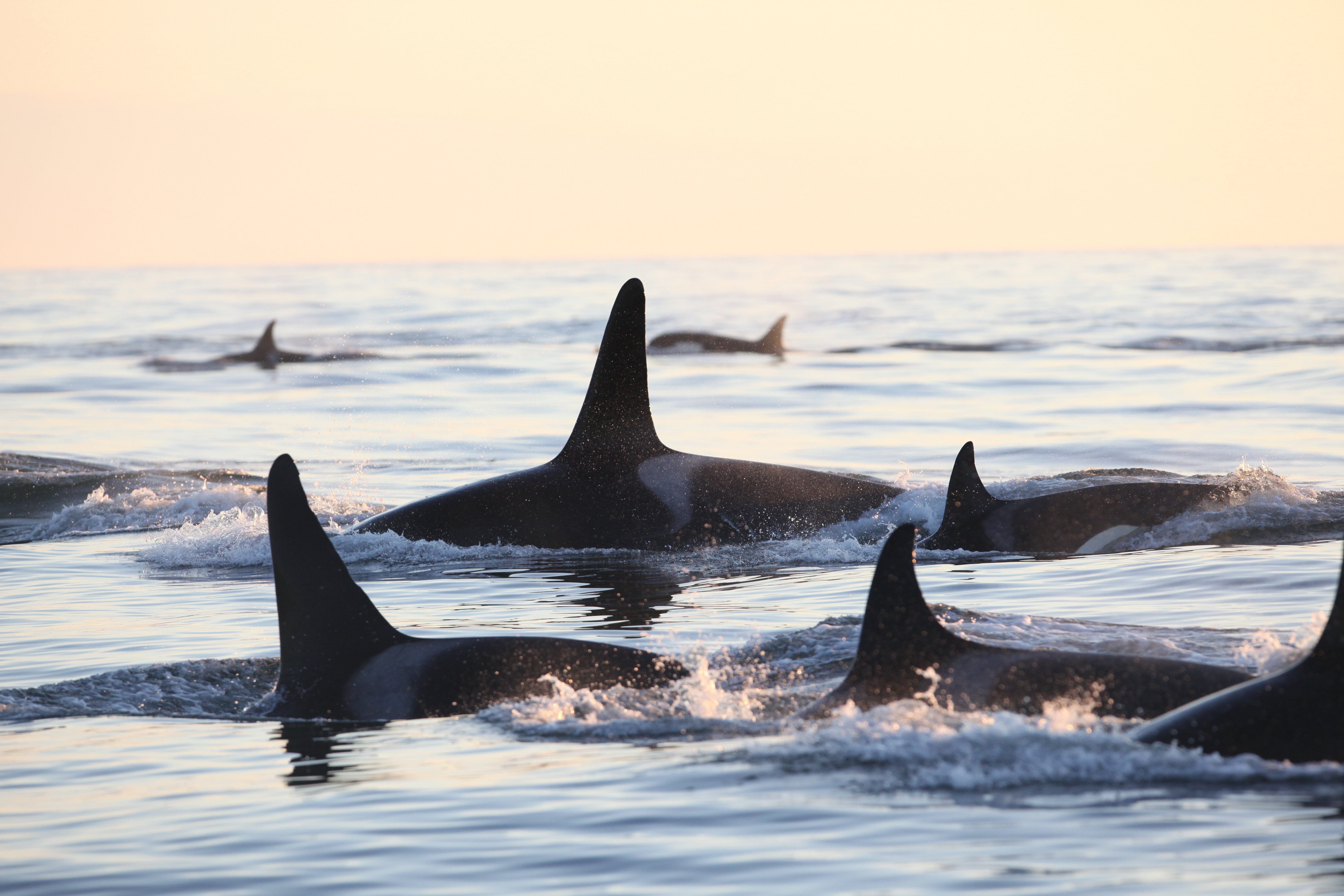 Orcas at sunset