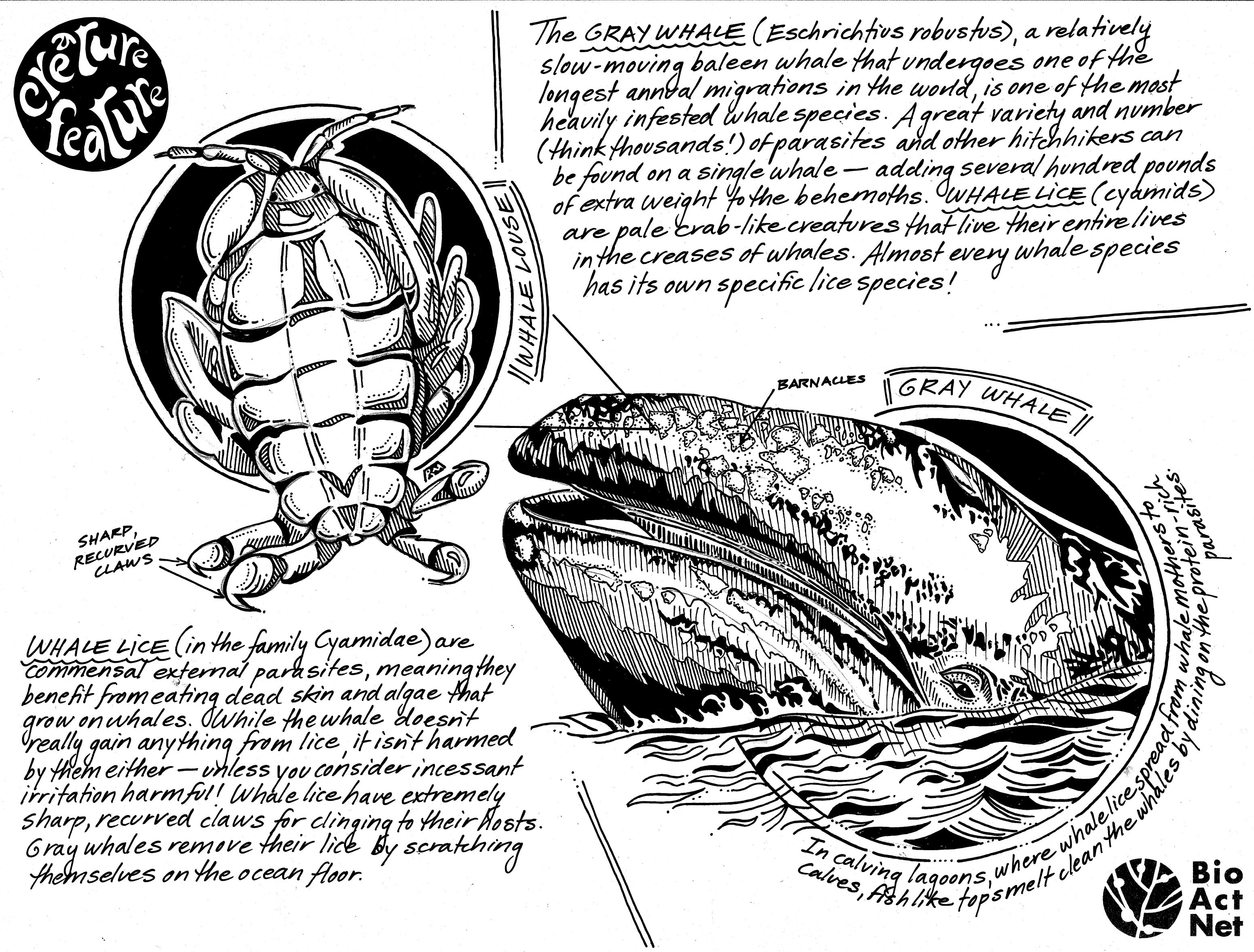 cf-gray-whale-coloring-sheet-final_1200dpi.jpg