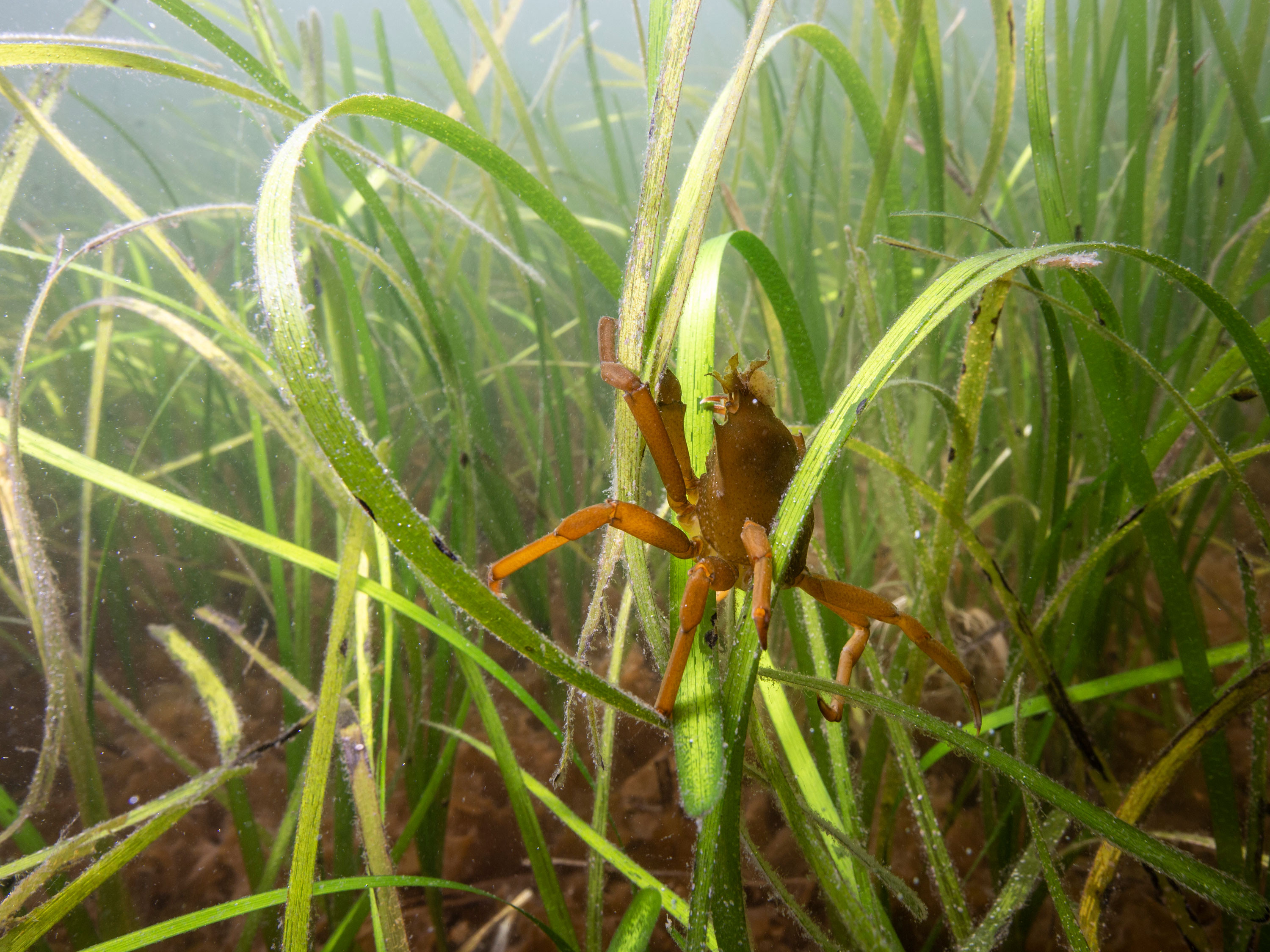 Crab in the sea grass