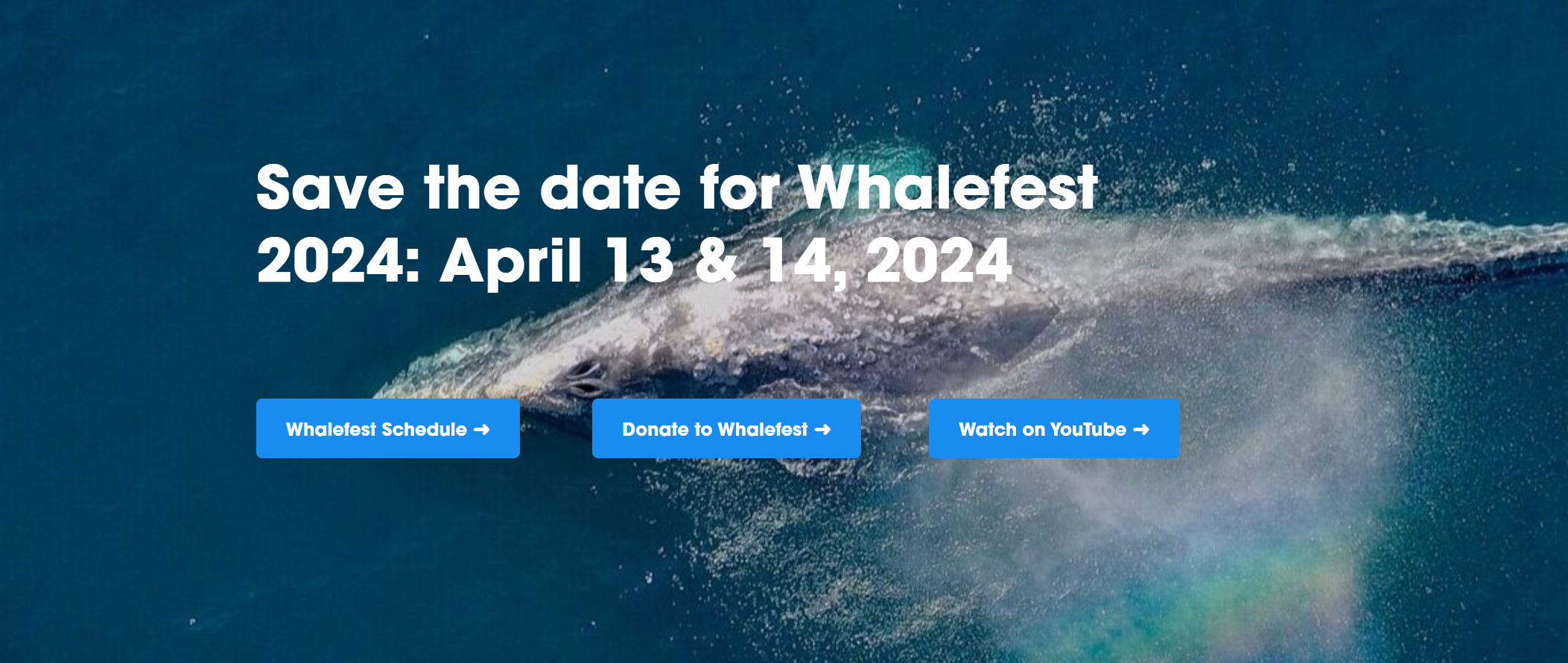 Whalefest Monterey 2024