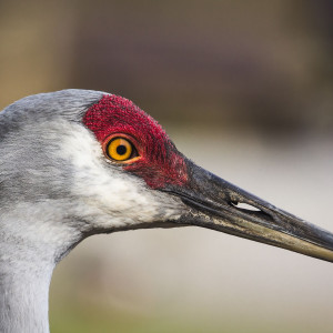 Sandhill crane