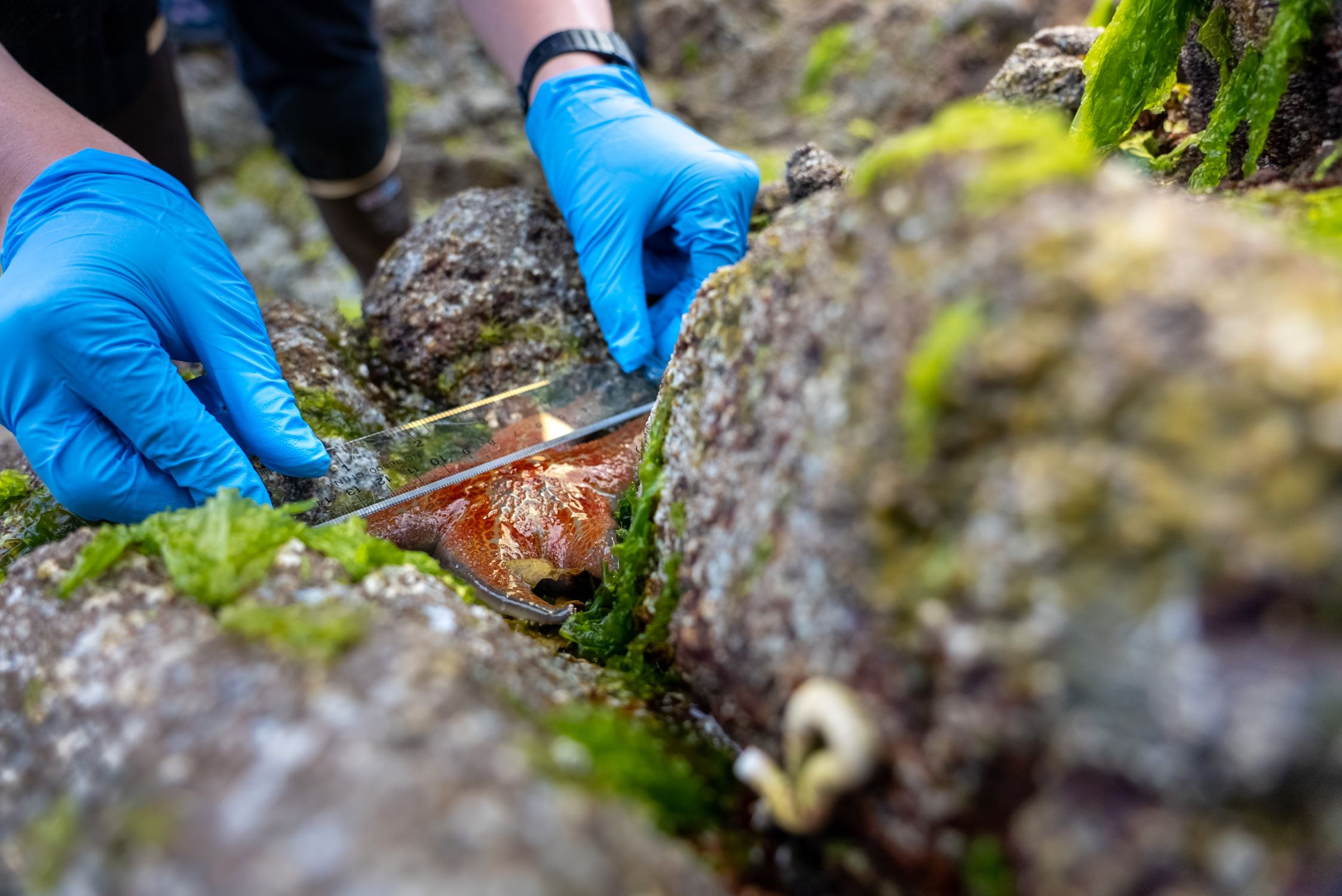 Measuring sea stars, Quadra Island