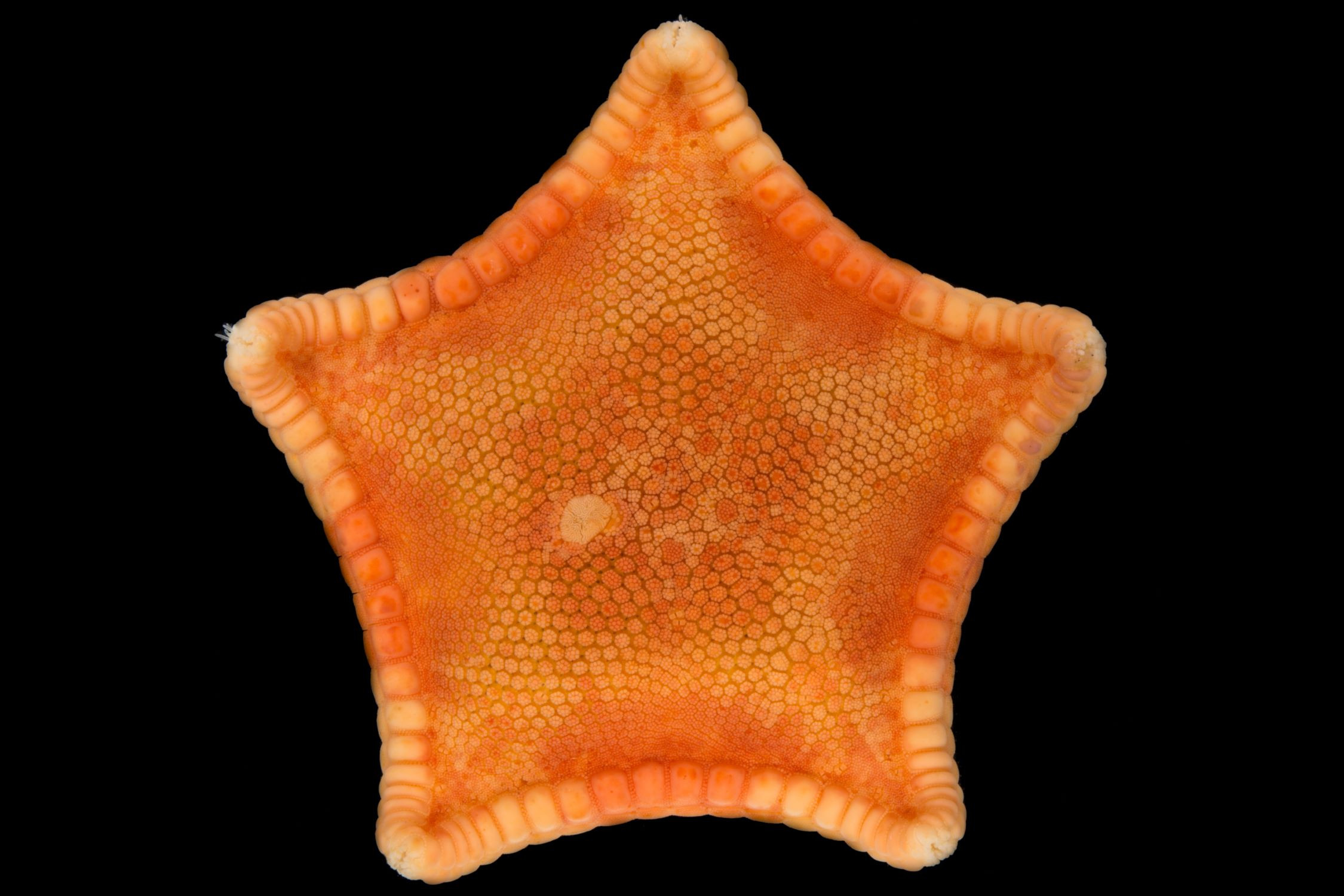 Sea star