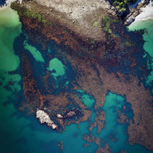 Kelp bed from above