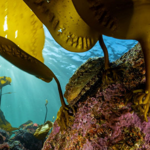 Northern abalone and kelp