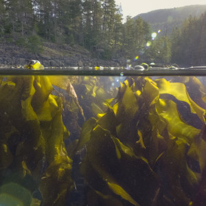 Bull kelp, above and below.