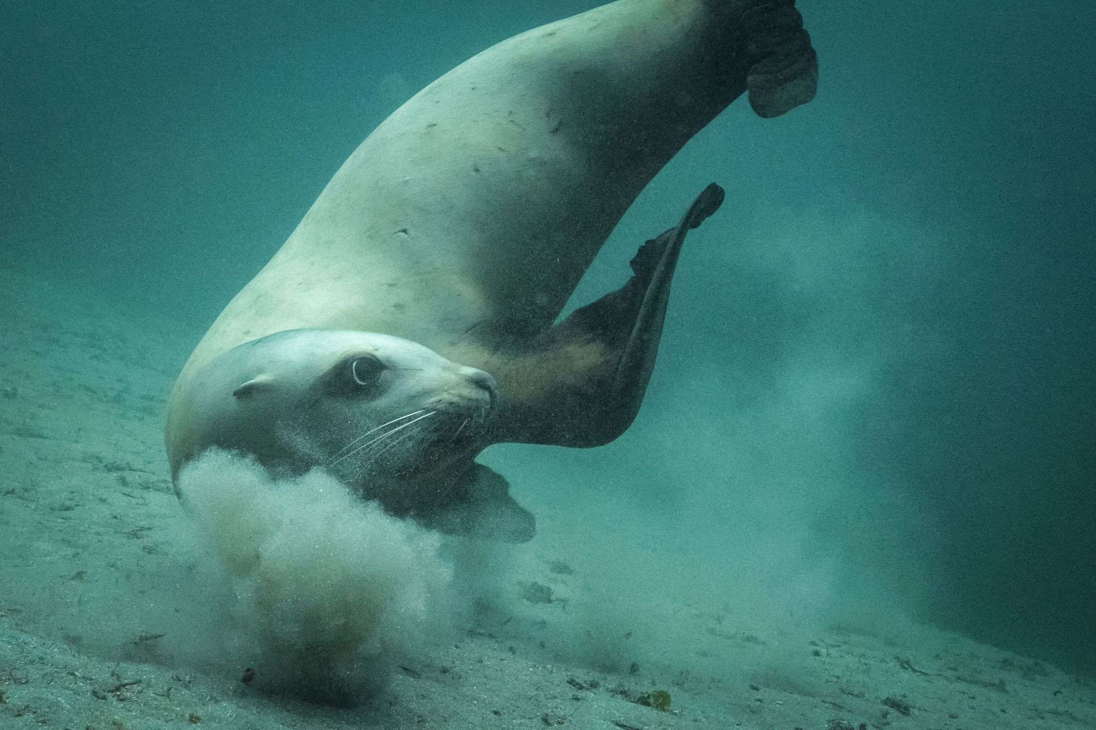 Steller sea lion