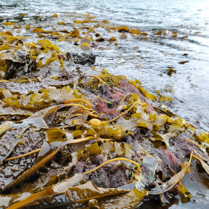 Seaweeds in Dead Man's Bay, San Juan Island