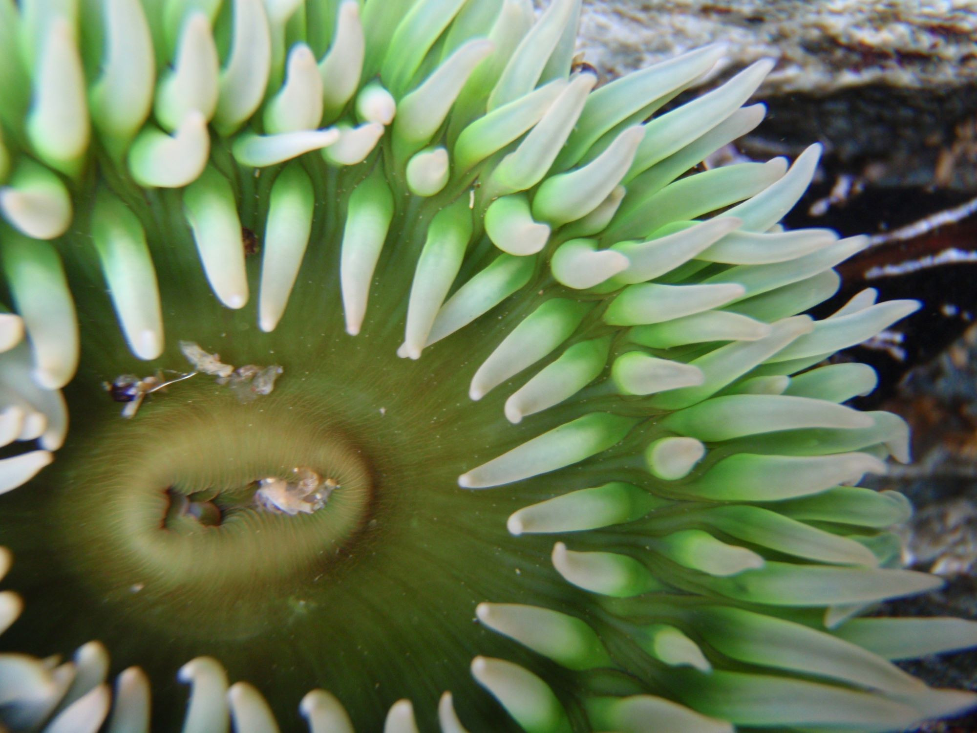 Anemone up close