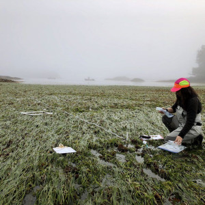 Angeleen Olson sampling eelgrass at one of the project sites in British Columbia.