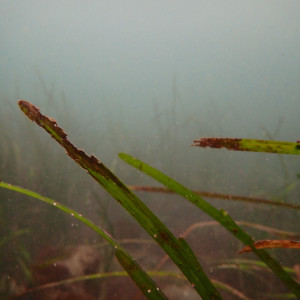 Seagrass wasting disease creates dark lesions on eelgrass leaves, threatening eelgrass meadows and the valuable ecosystem services they provide to coastal regions.