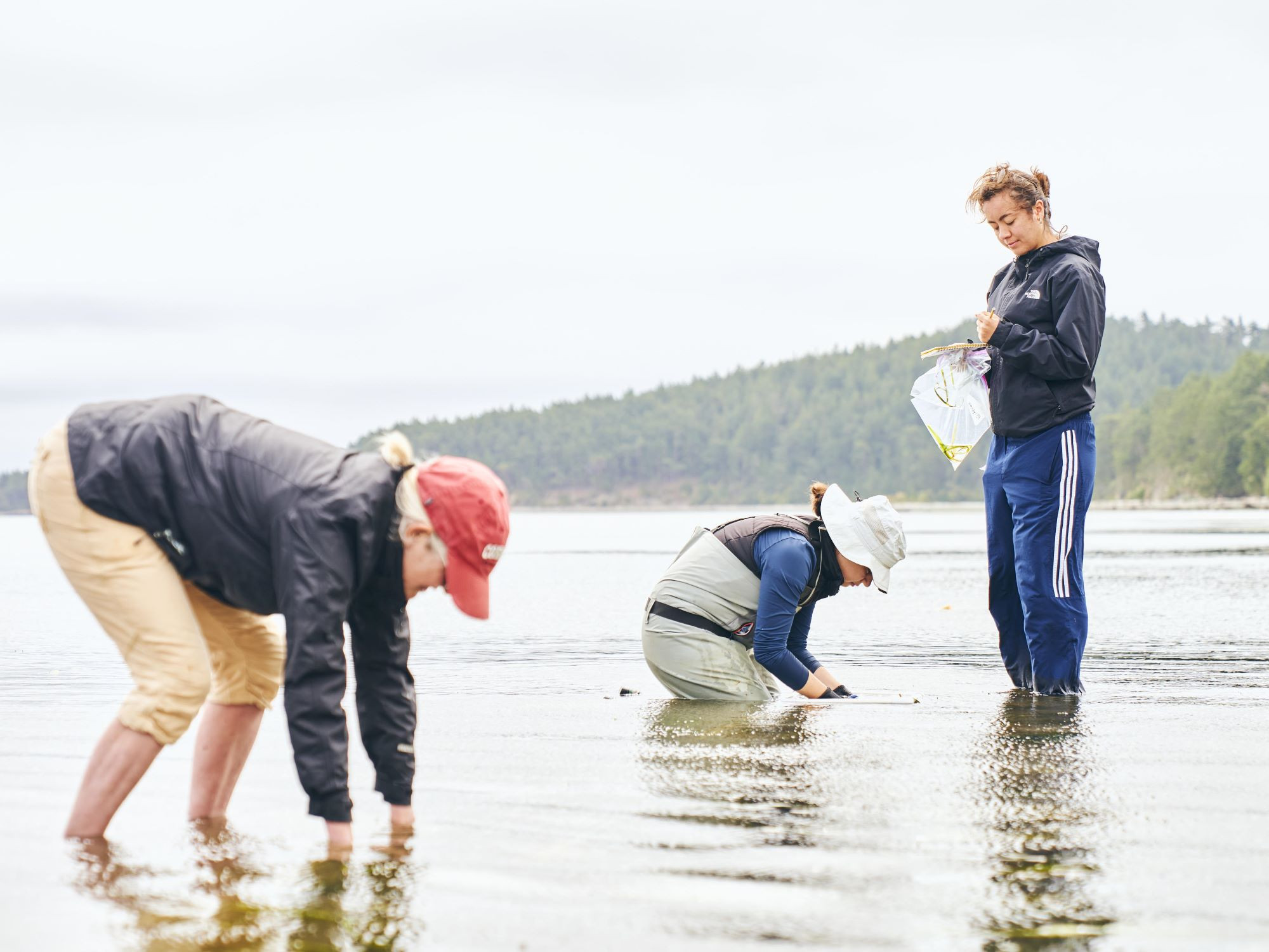 Dr. Drew Harvell, Dr. Lillian Aoki, and Coco Dawkins collect eelgrass (Zostera marina) in the San Juan Islands, Washington, for seagrass wasting disease analyses.