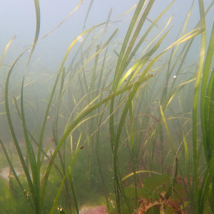 Eelgrass (Zostera marina) meadows provide critical ecosystem services to coastal areas, including the San Juan Islands, Washington.