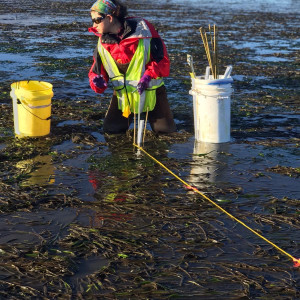 Lillian Aoki sapling eelgrass to assess wasting disease and meadow condition at one of the project sites in Yaquina Bay, Oregon, in 2019.