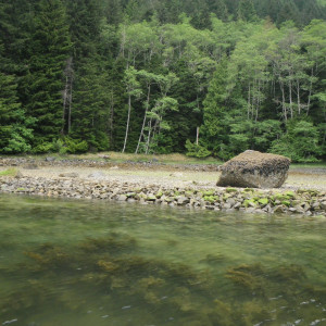 Clam garden surrounded by trees and seaweed