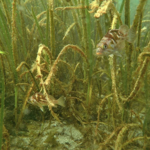 Juvenile copper rockfish in an eelgrass meadow