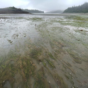 Seagrass sampling site in South Bridget Cove, Alaska (2021).