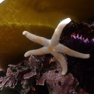 Dwarf mottled henricia, submitted to iNaturalist Marine Wildlife Health Project