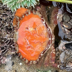 Red rock crab, submitted to iNaturalist Marine Wildlife Health Project