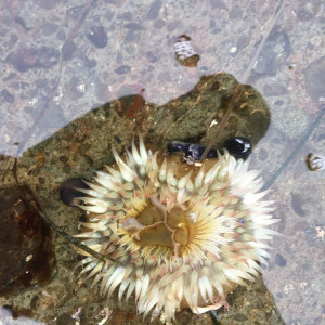 Sunburst anemone, submitted to iNaturalist Marine Wildlife Health Project