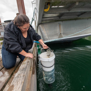 Jeannine Georgeson checking a light trap, Whaler Bay, Galiano Island