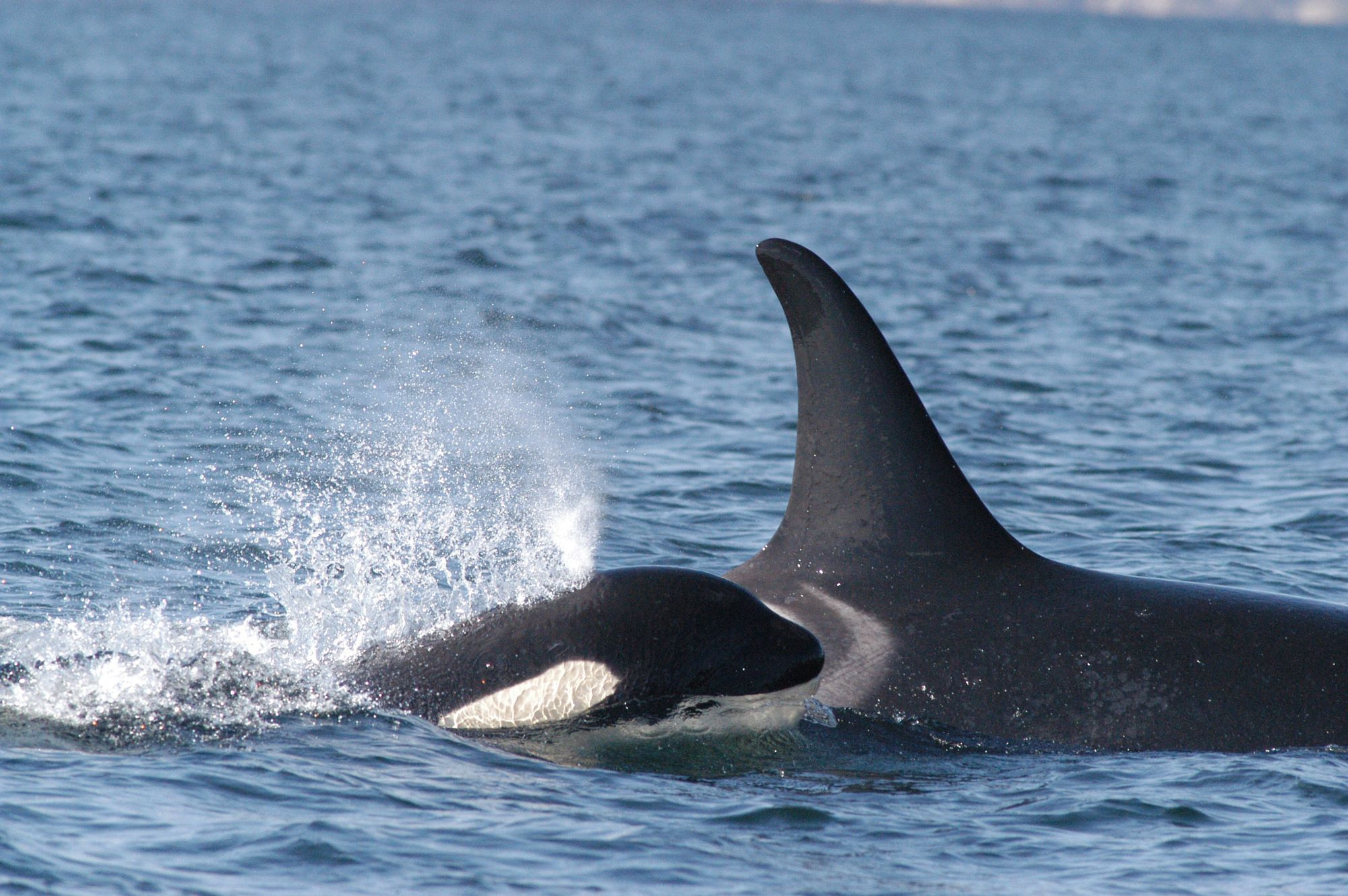 Orca mother and calf.