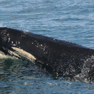 An orca eating a salmon.